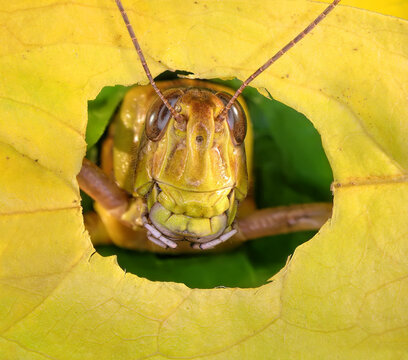 Migratory locust (Locusta migratoria) peeking out of a hole in a damaged yellow leaf