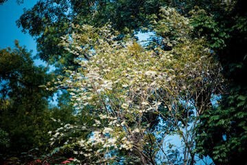 Sua flower (Scientific name: Dalbergia tonkinensis Prain) on the street at Hanoi city, VietNam