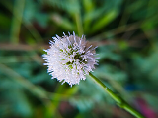 Leucaena leucocephala  flower on a Natural background