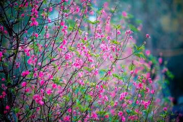 Fototapeta na wymiar Japanese peach blossom (Nhat Tan Blossom) on blur background