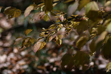 autumn leaves in the forest
