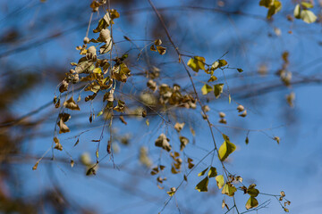 yellow autumn leaves