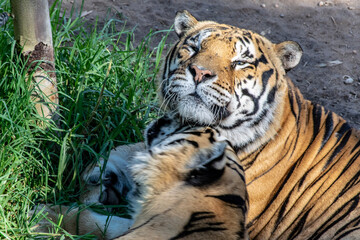 tiger in the zoo