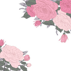 beautiful illustration of rosa rugosa, sweetbrier drawing - 399008913