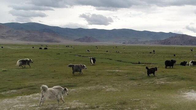 Aerial shot of a herd of yaks grazing in the Mongolian steppe