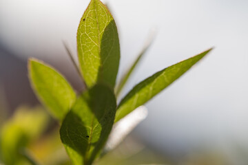 光と葉のハーモニー