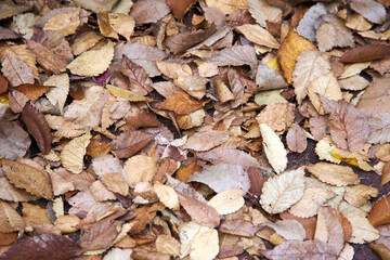 枯れ葉・落ち葉・全面・アップ