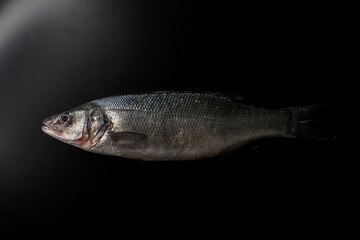 Fish European bass (sea bass) fresh  