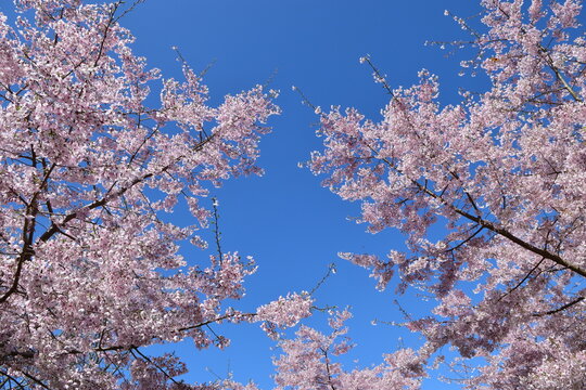 cherry tree blossom with blue sky background