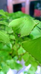 Tiny spidey on weird leaf