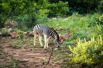 Fototapeta na wymiar A plains zebra grazing in Pretoria.