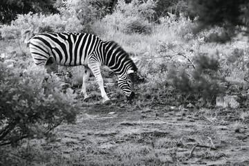 Fototapeta na wymiar Black and white image of a zebra