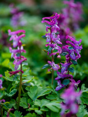 Obraz premium Orchids on a meadow in Germany