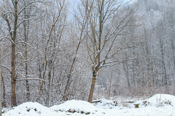 Trees covered with snow in the winter.