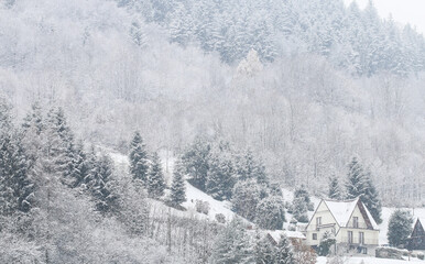 Trees covered with snow in the winter.