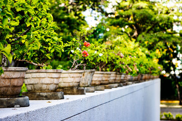 Obraz premium flower bed in the garden