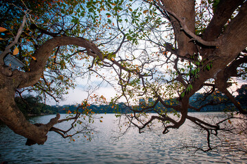 Fototapeta na wymiar Big tree of Barringtonia acutangula with colorful before fall leaves season at Hoan Kiem lake (Sword lake, Ho Guom) in Hanoi, Vietnam.