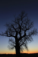 Fototapeta na wymiar silhouette of tree at sunset south of Sterling Kansas USA out in the country in a farm field.