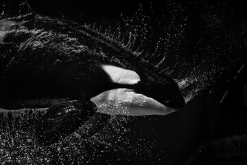 Killer whale jumping over water, lots of splashes, black and white art photography