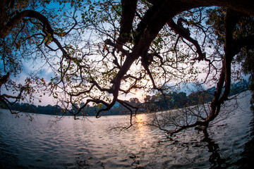 Big tree of Barringtonia acutangula with colorful before fall leaves season at Hoan Kiem lake (Sword lake, Ho Guom) in Hanoi, Vietnam.