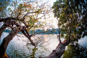 Big tree of Barringtonia acutangula with colorful before fall leaves season at Hoan Kiem lake (Sword lake, Ho Guom) in Hanoi, Vietnam.