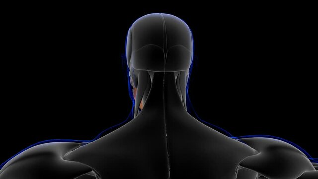Digastric Muscle Anatomy For Medical Concept Loopable 3D Illustration
