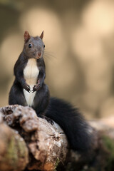 The red squirrel or Eurasian red squirrel (Sciurus vulgaris) sitting on a dry tree trunk.Brown colored squirrel with a light belly on a light background.