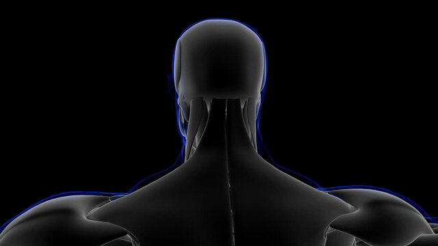 Depressor Supercilii Muscle Anatomy For Medical Concept Loopable 3D Illustration