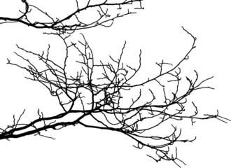 Natural tree branches silhouette on a white background (Vector illustration). Natural branch on a white. 