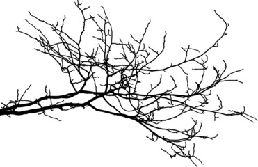 Natural tree branches silhouette on a white background (Vector illustration). Natural branch on a white. 