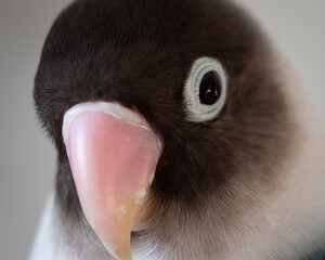 bird lovebird pet beautiful beak