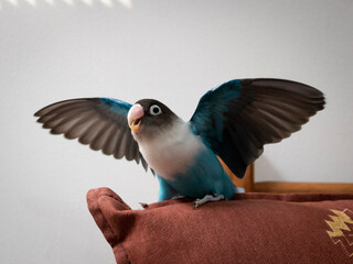 blue bird lovebird pet beautiful wings