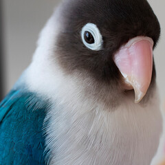 blue bird lovebird pet beautiful beak