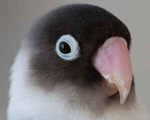 bird lovebird pet beautiful beak