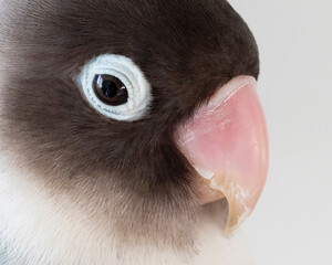 bird lovebird pet beautiful beak