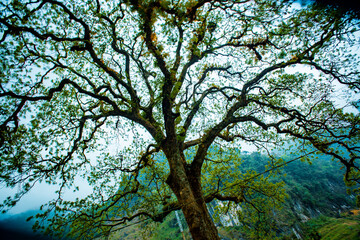Looking up the trunk of a beech tree