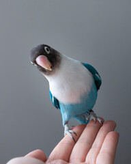 blue bird lovebird pet hand