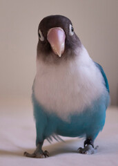 blue bird lovebird pet beautiful