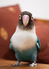 blue bird lovebird pet beautiful