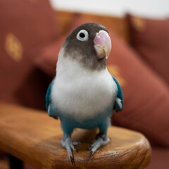 blue bird lovebird pet beautiful