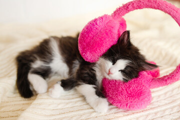 cute black with white kitten sleeping in pink headphones on a white background, valentine's day theme