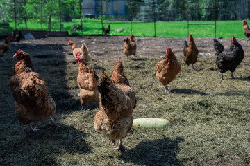 Hens on countryside.