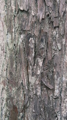 bark of a tree