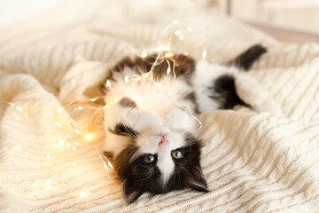 cute fluffy black and white kitten playing on a white blanket with a gerland lights falling asleep looking at the camera close-up