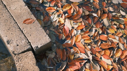 autumn leaves on the river texture background