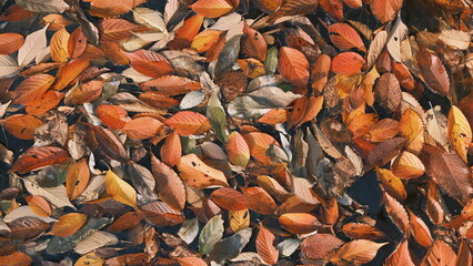multicoloured leaves texture