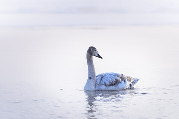 whooper Swan (Cygnus cygnus) swimming on the water