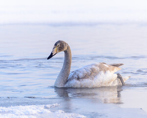 whooper Swan (Cygnus cygnus) swimming on the water