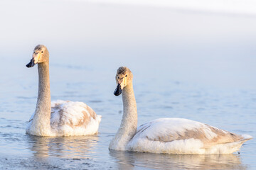 whooper swans (Cygnus cygnus) swim on the water, close-up
