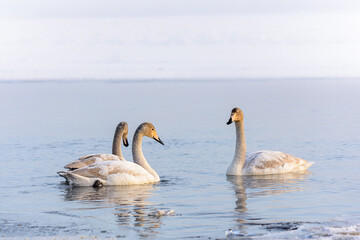 whooper swans (Cygnus cygnus) swim on the water, close-up